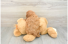 Cavapoo Pup Being Cute