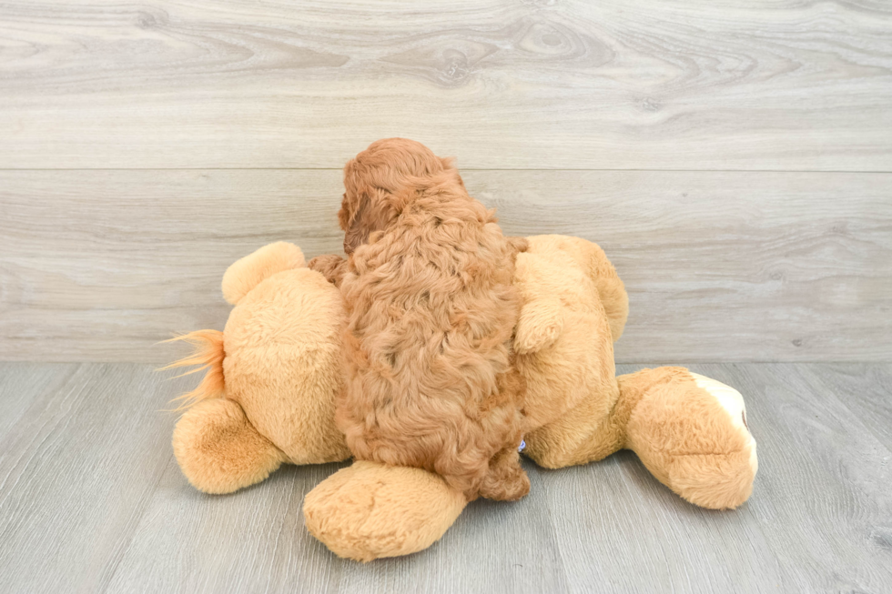 Cavapoo Pup Being Cute