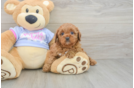 Best Cavapoo Baby
