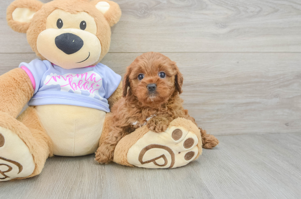 5 week old Cavapoo Puppy For Sale - Puppy Love PR