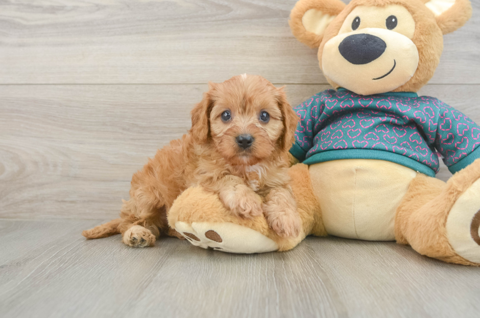 5 week old Cavapoo Puppy For Sale - Puppy Love PR