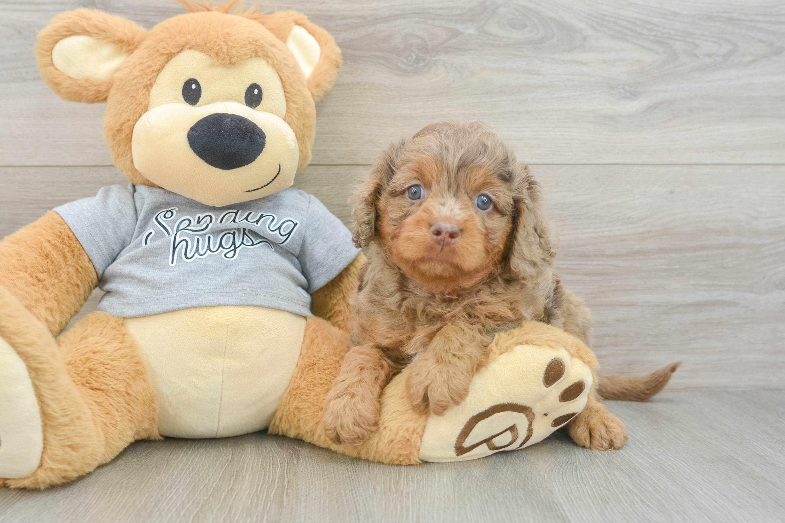 Petite Cavapoo Poodle Mix Pup