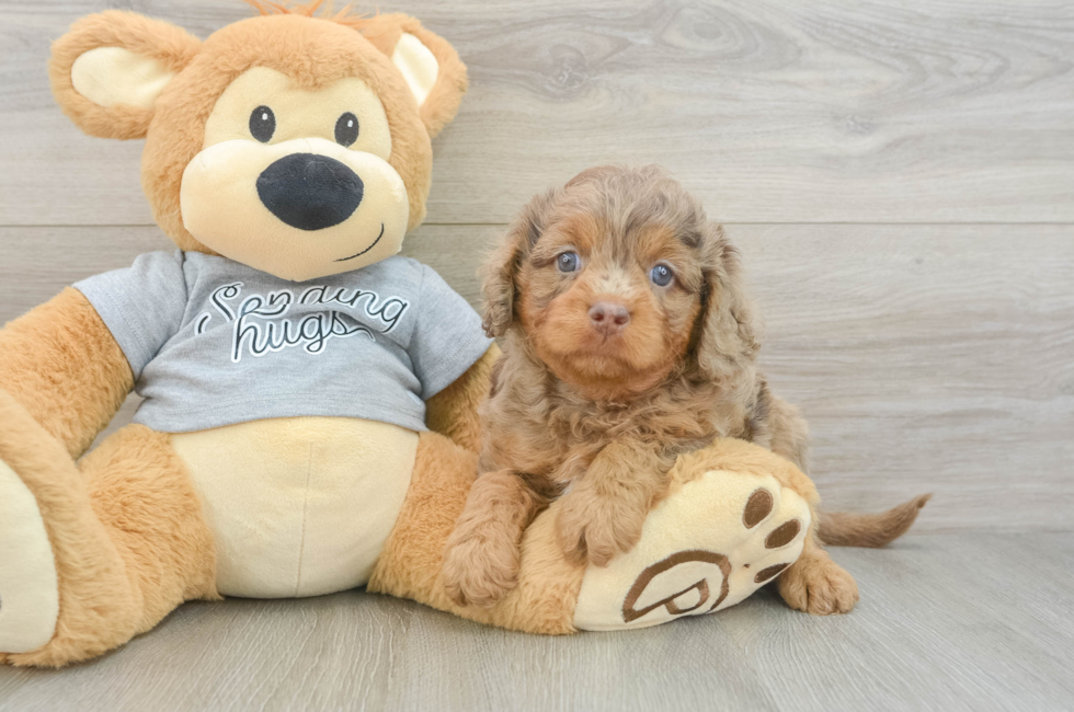 5 week old Cavapoo Puppy For Sale - Puppy Love PR