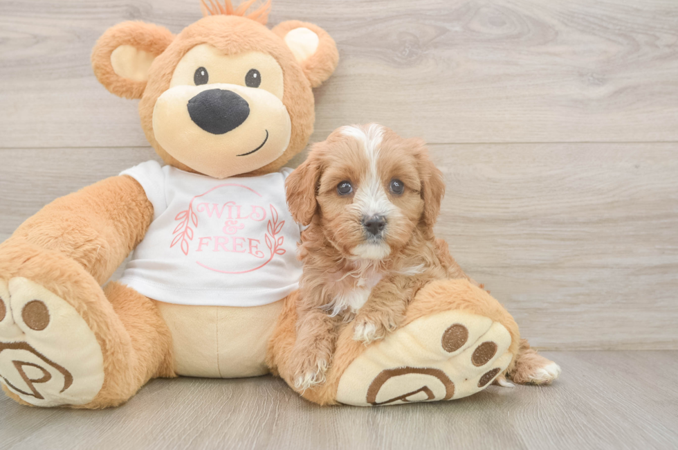 6 week old Cavapoo Puppy For Sale - Puppy Love PR