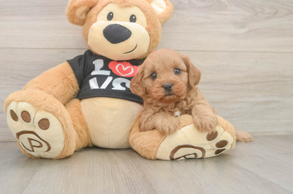 5 week old Cavapoo Puppy For Sale - Puppy Love PR