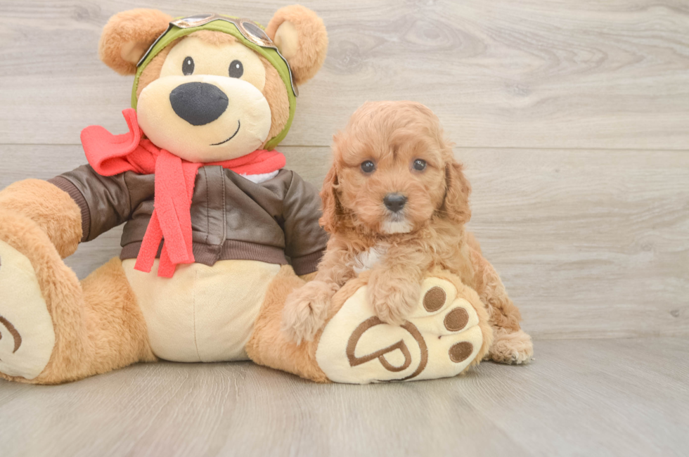 6 week old Cavapoo Puppy For Sale - Puppy Love PR