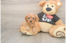 Friendly Cavapoo Baby