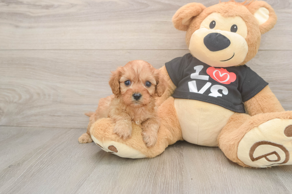 Friendly Cavapoo Baby