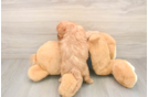 Energetic Cavoodle Poodle Mix Puppy