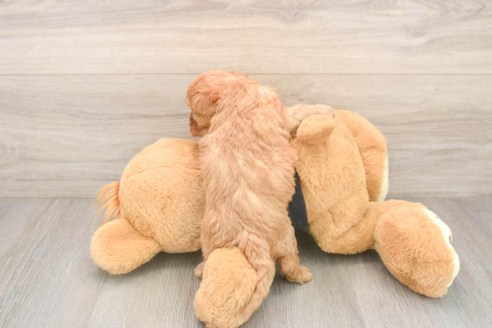 Energetic Cavoodle Poodle Mix Puppy