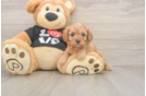 Cavapoo Puppy for Adoption