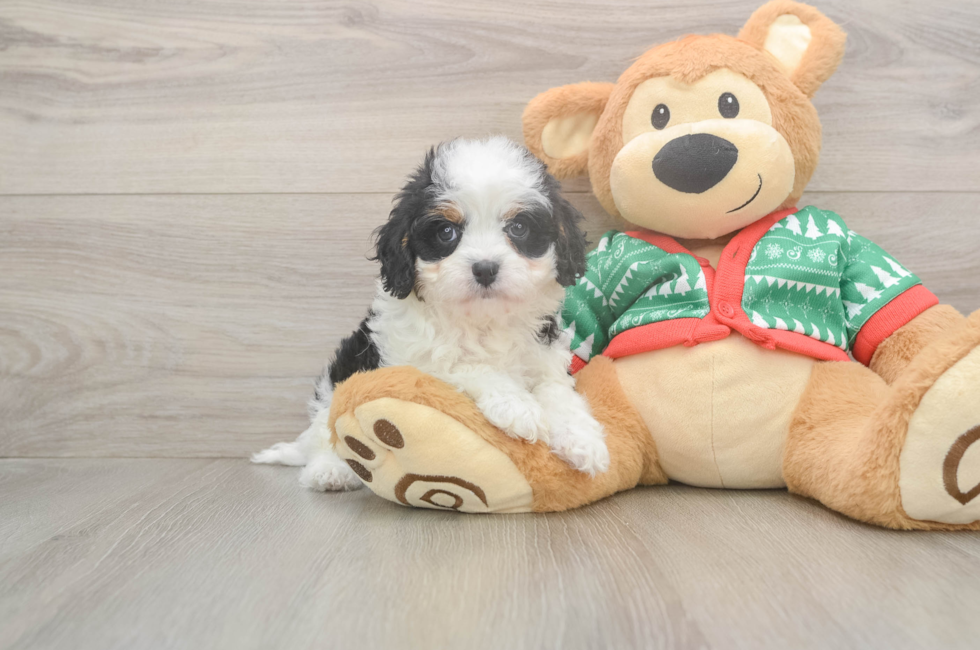 5 week old Cavapoo Puppy For Sale - Puppy Love PR