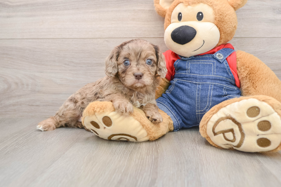Cavapoo Pup Being Cute