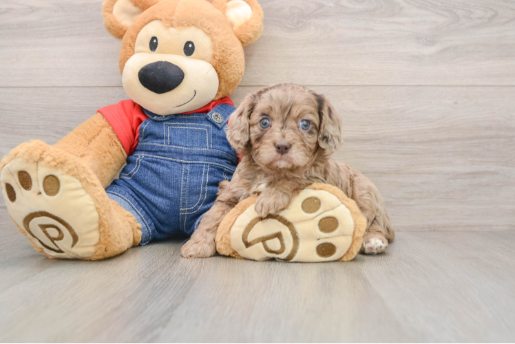 Popular Cavapoo Poodle Mix Pup