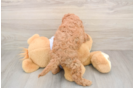 Funny Cavapoo Poodle Mix Pup
