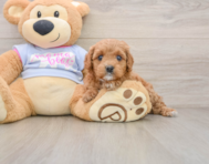 8 week old Cavapoo Puppy For Sale - Puppy Love PR