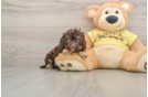 Cavapoo Pup Being Cute