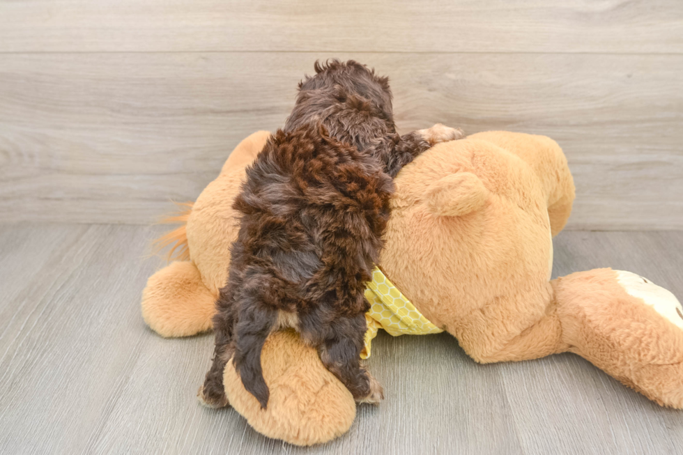 Fluffy Cavapoo Poodle Mix Pup