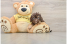 Friendly Cavapoo Baby