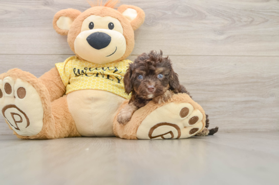 Friendly Cavapoo Baby