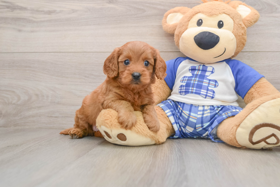 Cute Cavapoo Baby