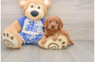 Best Cavapoo Baby