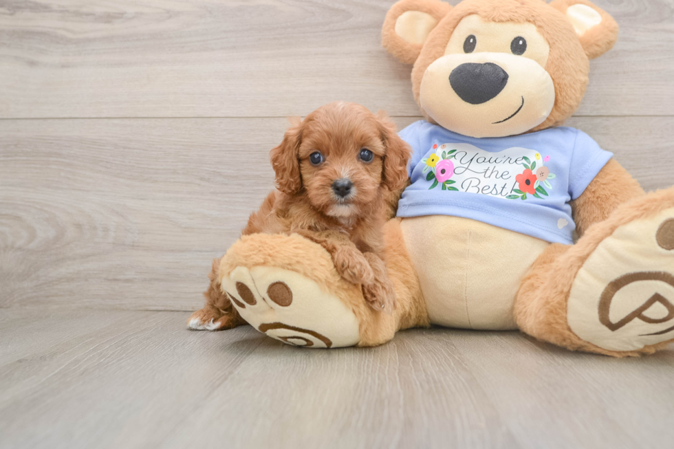 Smart Cavapoo Poodle Mix Pup