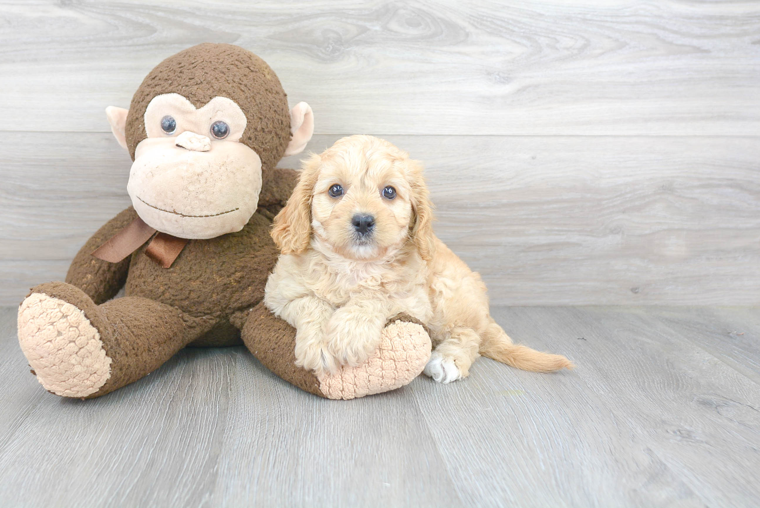 Cute Cavoodle Poodle Mix Puppy
