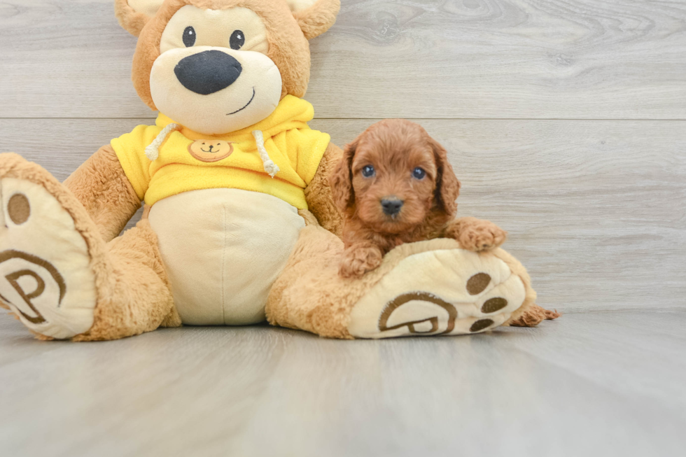 Petite Cavapoo Poodle Mix Pup