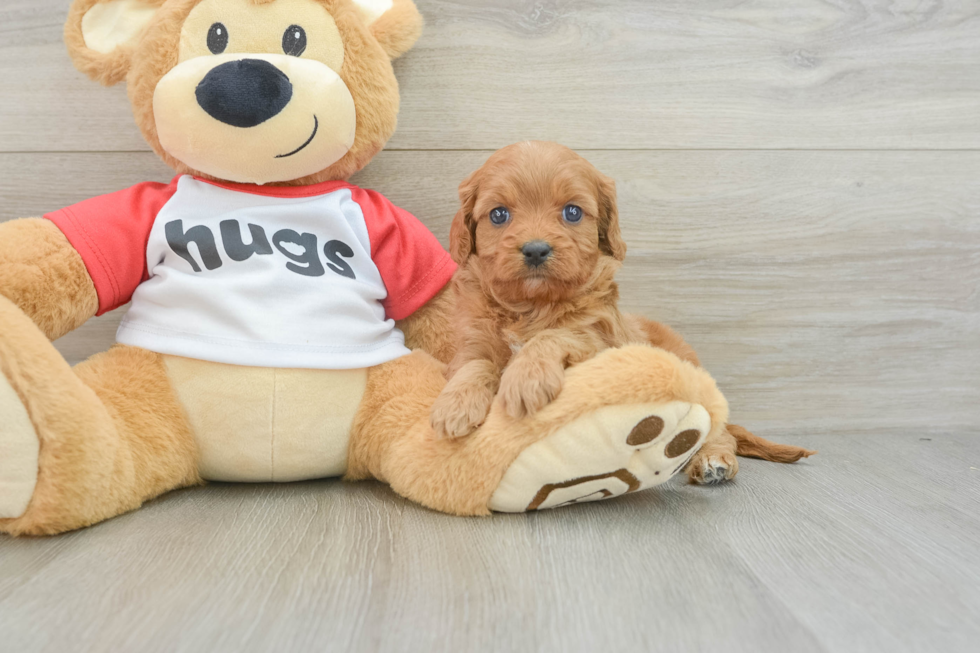 Petite Cavapoo Poodle Mix Pup