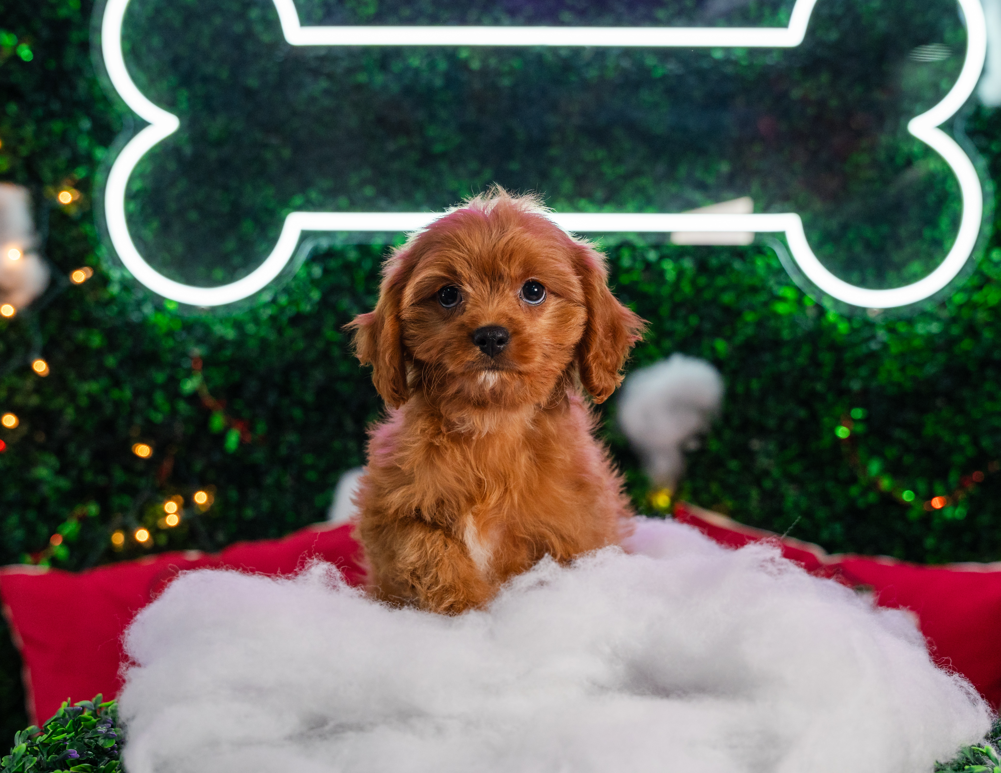 Cavapoo Puppy for Adoption
