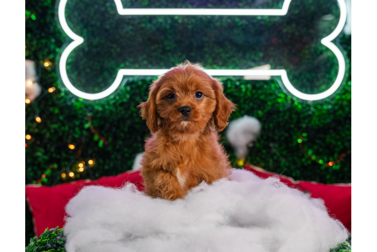 Meet Dale - our Cavapoo Puppy Photo 1/4 - Puppy Love PR Cavapoo Puppy for Adoption