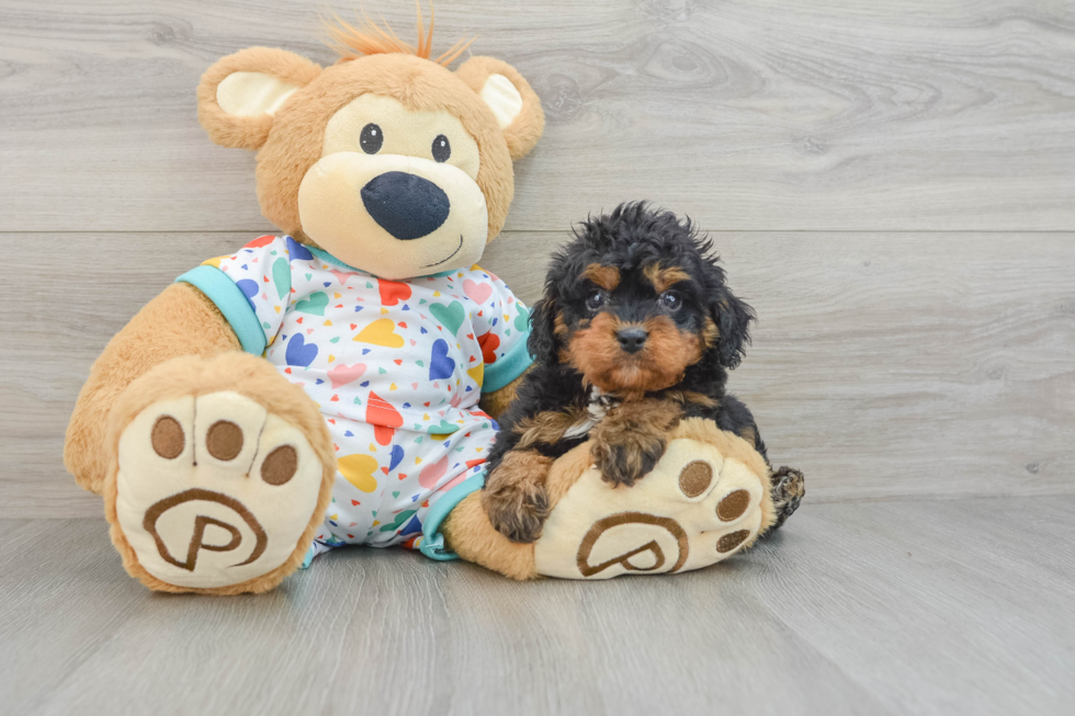 Sweet Cavapoo Baby