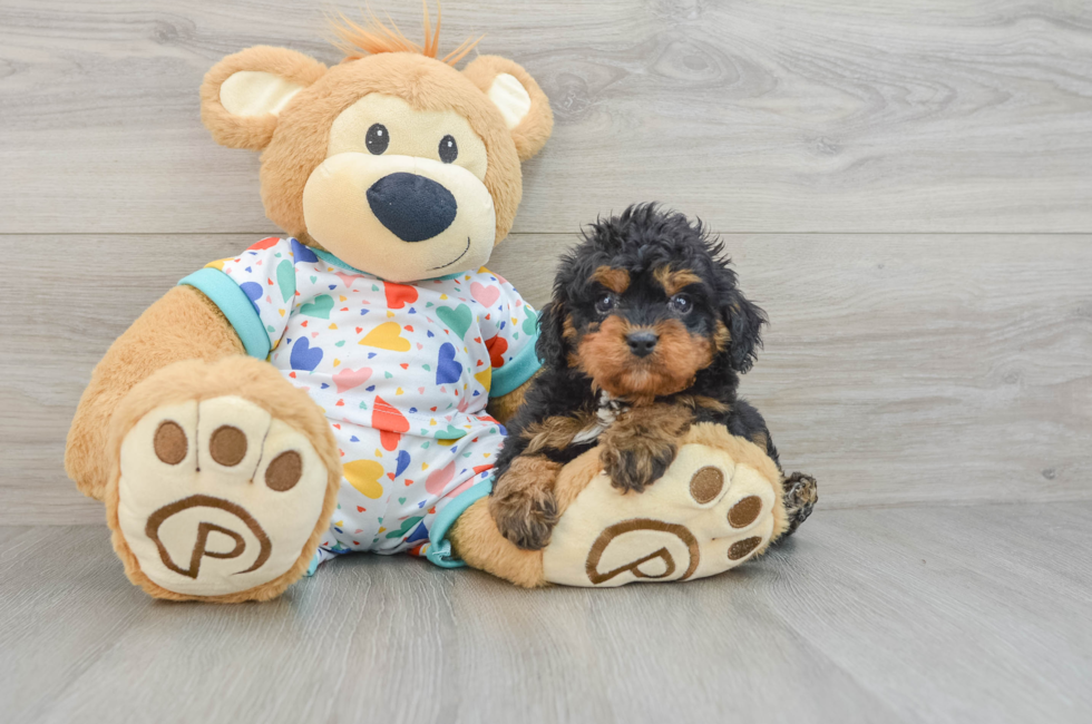 6 week old Cavapoo Puppy For Sale - Puppy Love PR