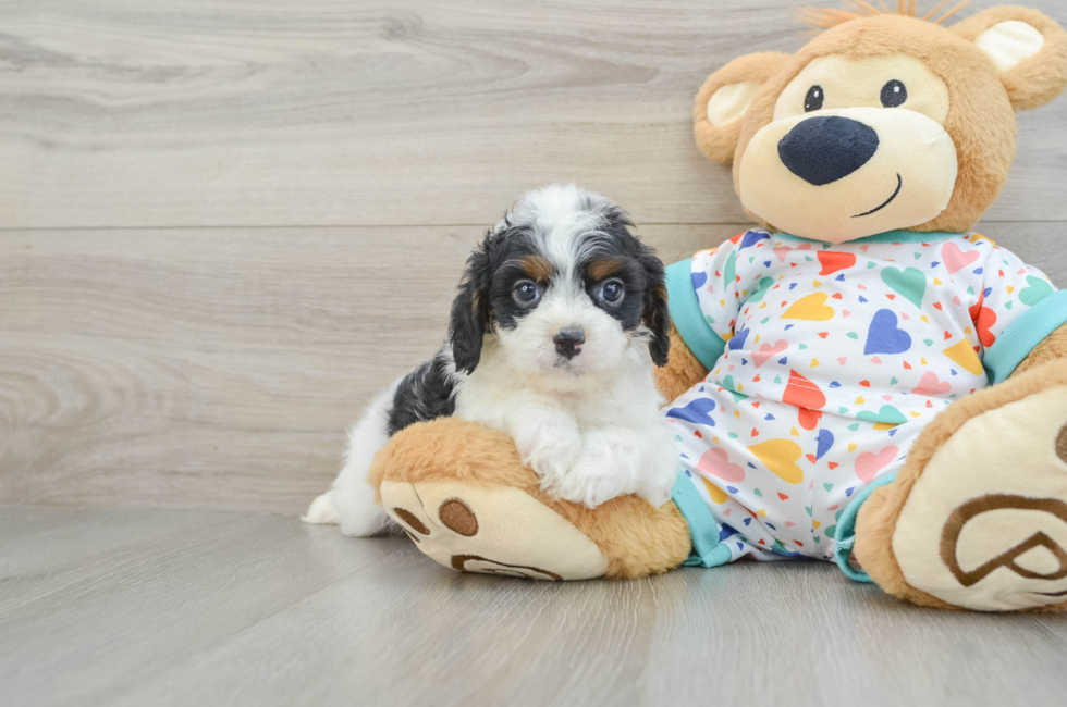 7 week old Cavapoo Puppy For Sale - Puppy Love PR