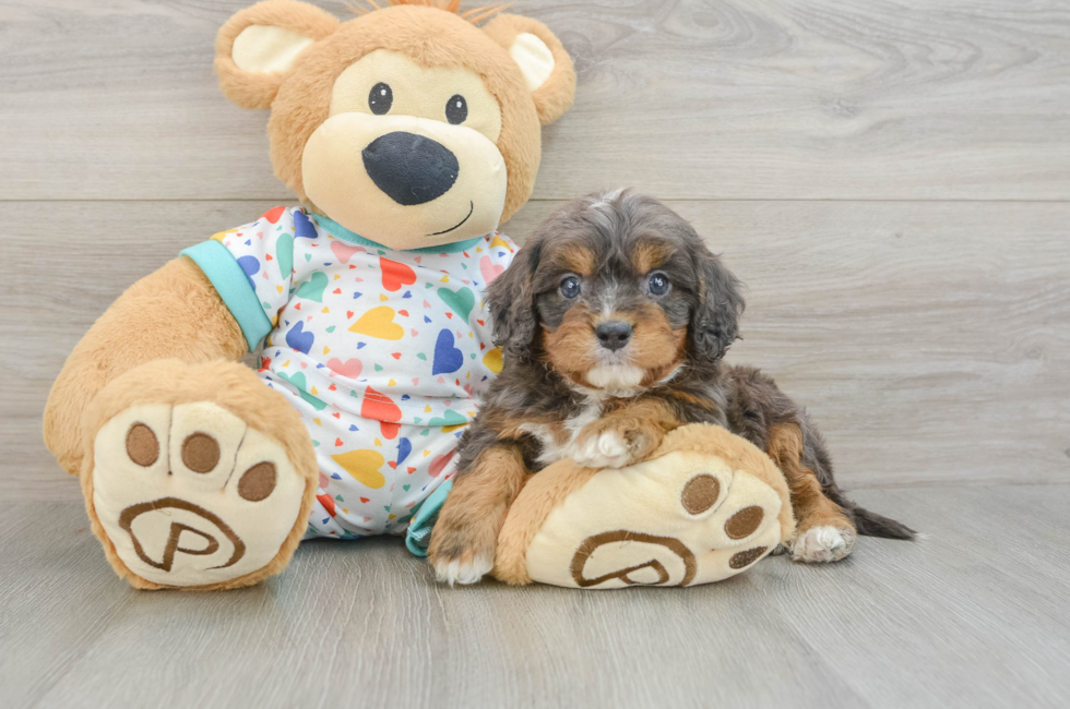 5 week old Cavapoo Puppy For Sale - Puppy Love PR