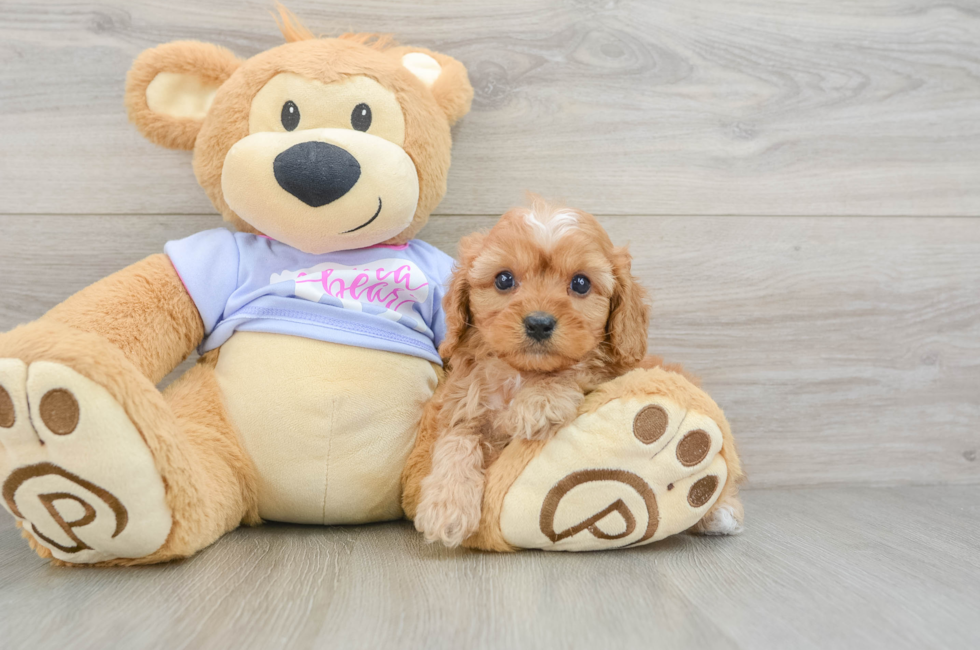 6 week old Cavapoo Puppy For Sale - Puppy Love PR