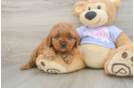 Cavapoo Puppy for Adoption
