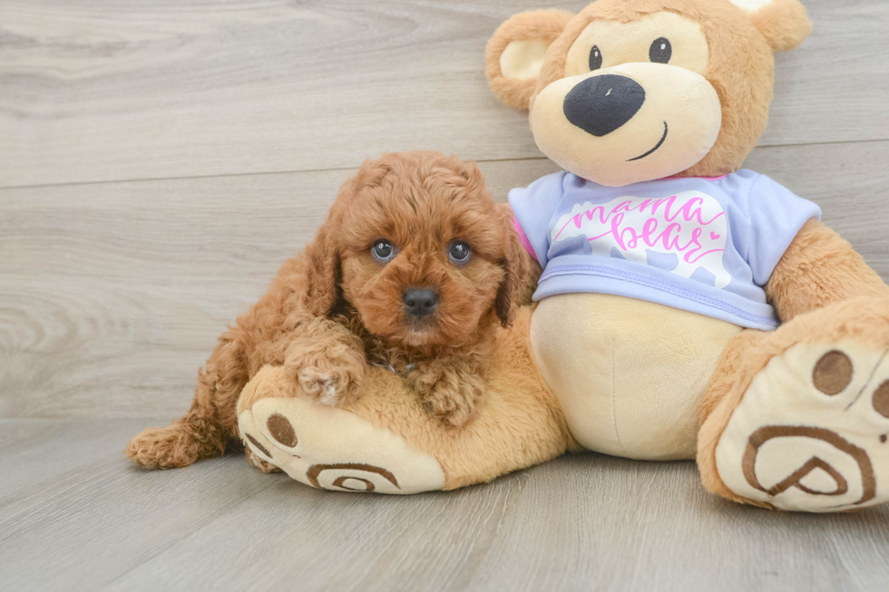 Cavapoo Puppy for Adoption