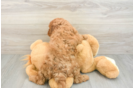 Cavapoo Pup Being Cute