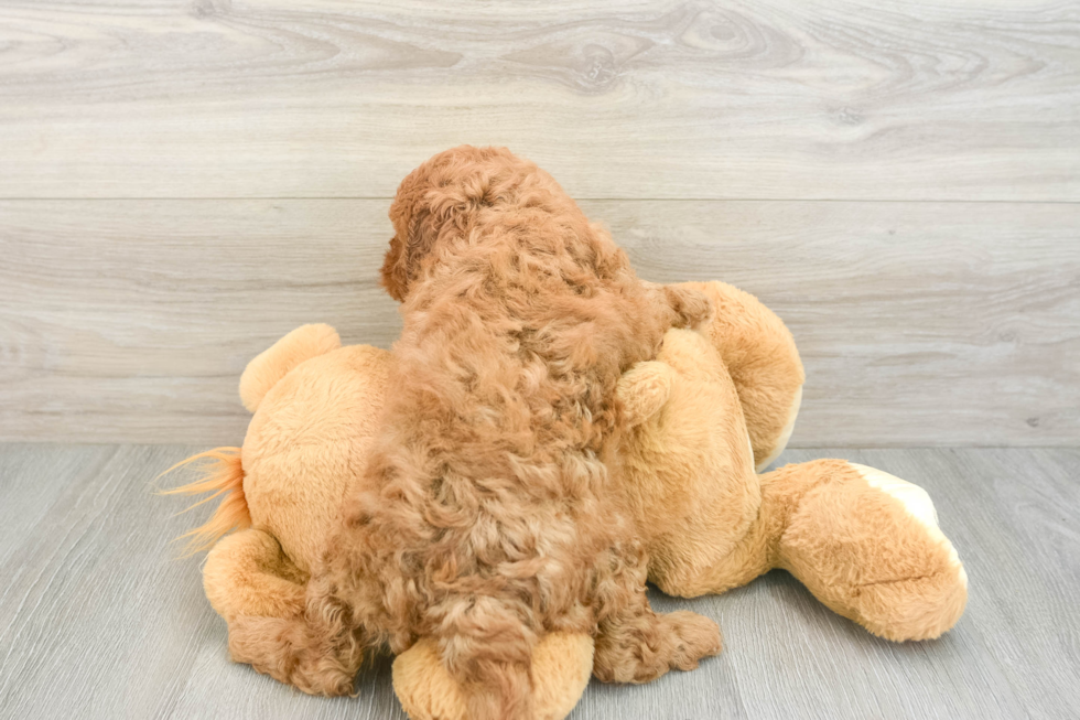 Cavapoo Pup Being Cute