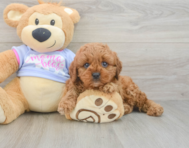 8 week old Cavapoo Puppy For Sale - Puppy Love PR