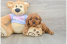 Adorable Cavalier King Charles Spaniel and Poodle Mix Poodle Mix Puppy