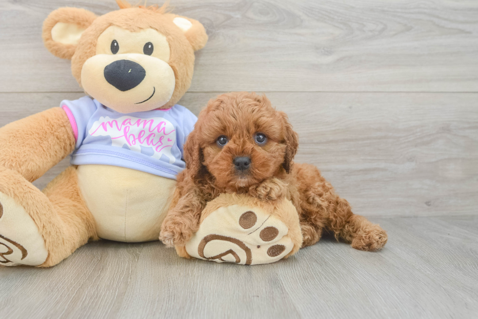 Adorable Cavalier King Charles Spaniel and Poodle Mix Poodle Mix Puppy