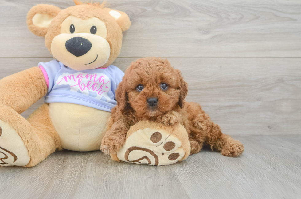 5 week old Cavapoo Puppy For Sale - Puppy Love PR