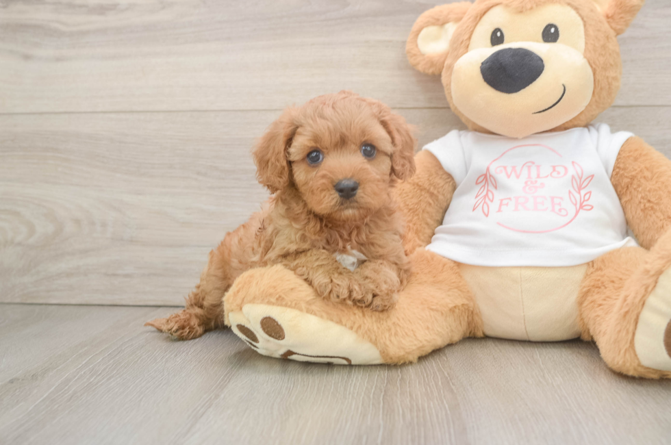 6 week old Cavapoo Puppy For Sale - Puppy Love PR