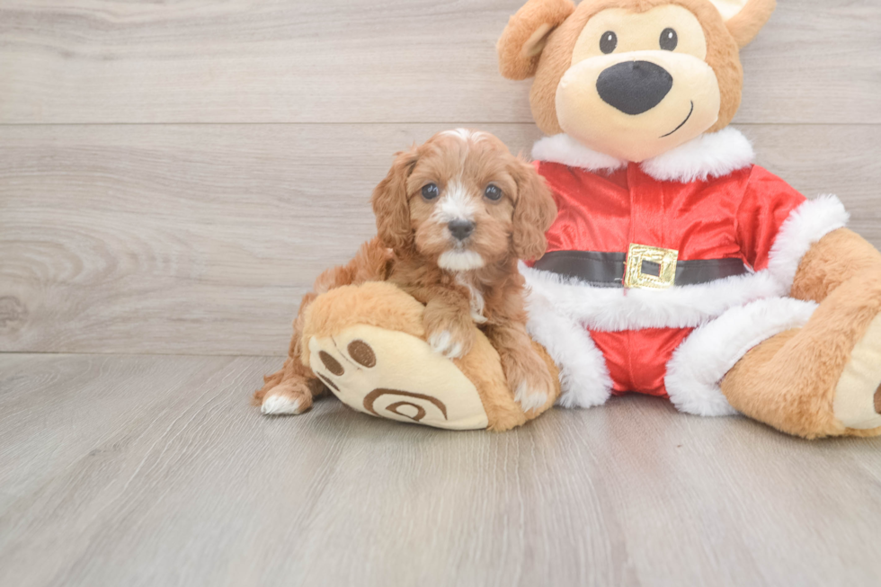 Cavapoo Pup Being Cute
