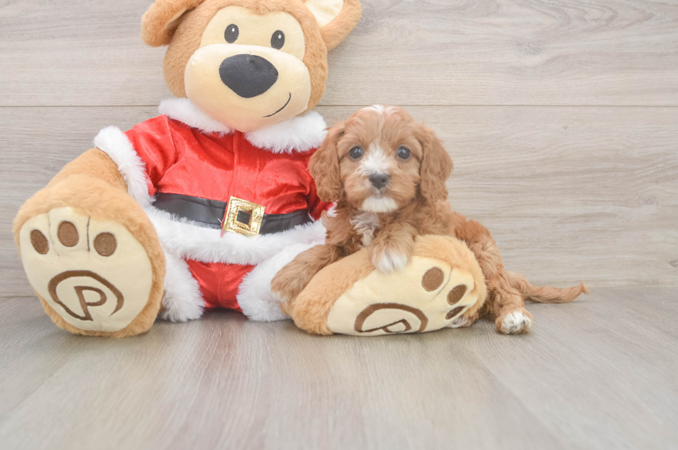 6 week old Cavapoo Puppy For Sale - Puppy Love PR