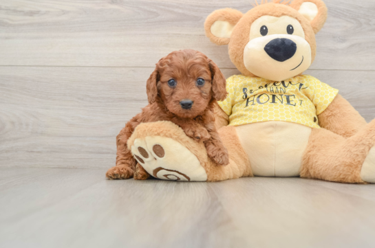 Cavapoo Pup Being Cute