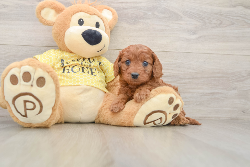 Cavapoo Puppy for Adoption